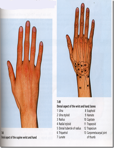 Surface Bony Landmarks | Medatrio
